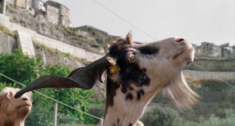 Fotograma de Le quattro volte