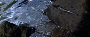 Fotograma de Indiana Jones